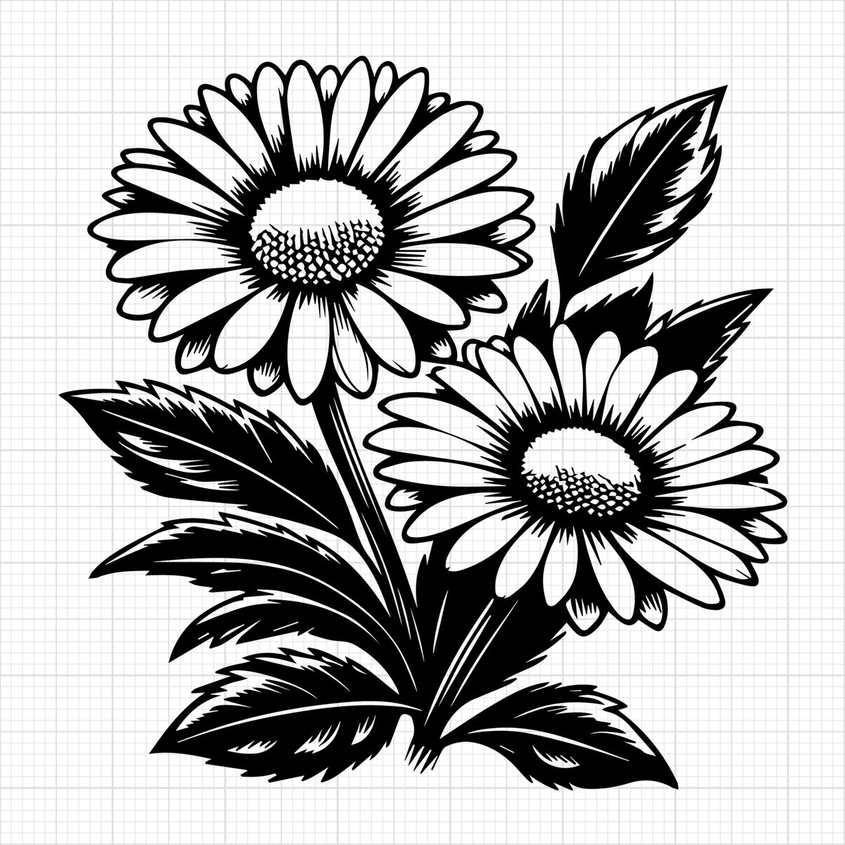 Daisy 31