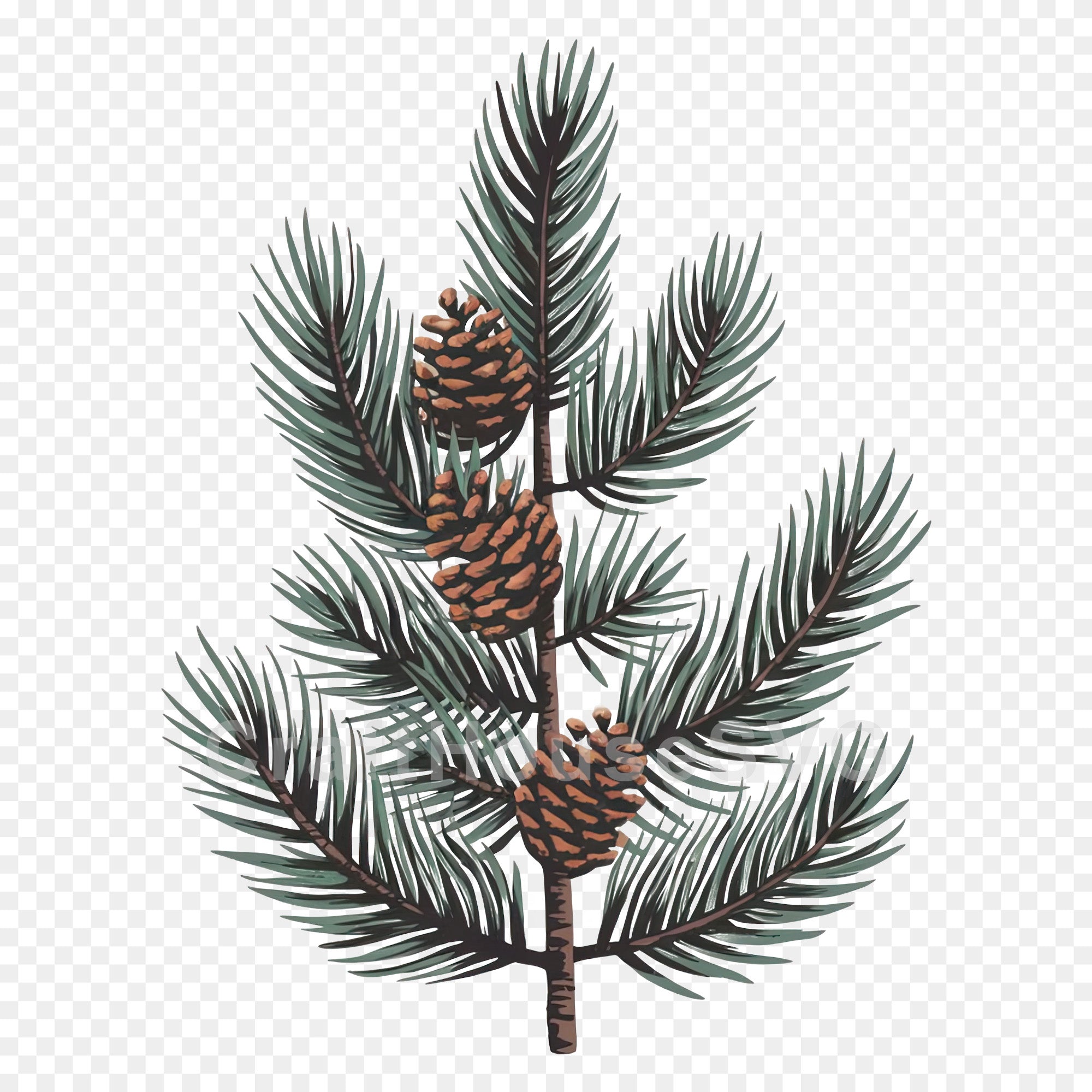 Pine Tree PNG Clip Art Sublimation