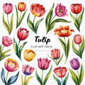 Tulip Clipart Sublimation Bundle PNG - Craft House SVG